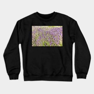 Lavender field in the spring Crewneck Sweatshirt